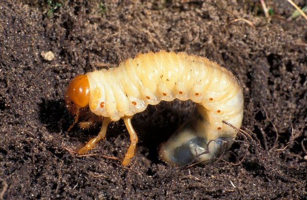 larvae of the cockchafer