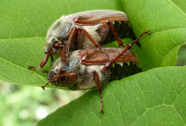 майские жуки