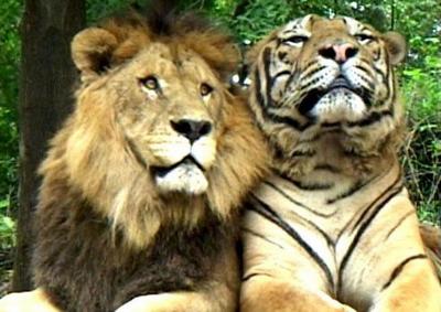 Tiger and lion