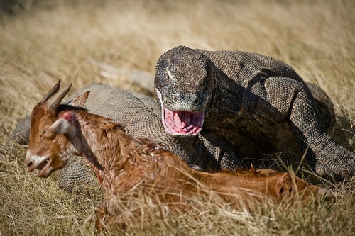 Komodo dragon