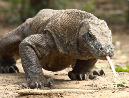 Komodo dragon