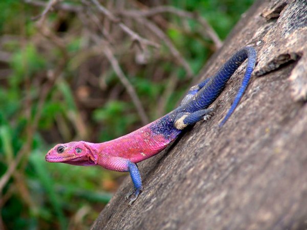 Lizard climbing on tree