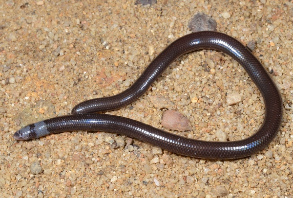 worm-like lizards