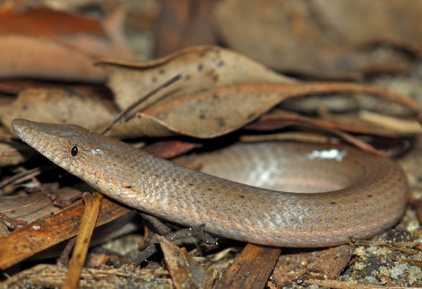 legless lizard