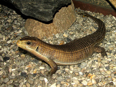 gerrozaurus