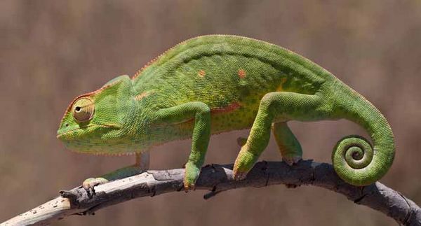 African chameleon