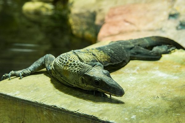 monitor lizards