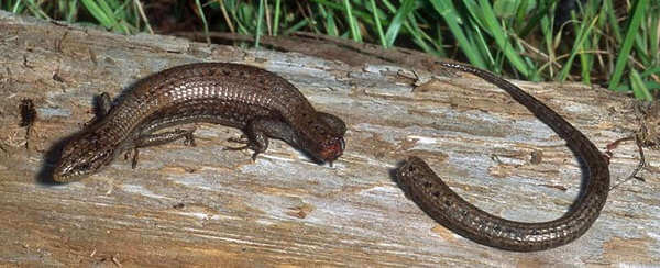 lizard tail