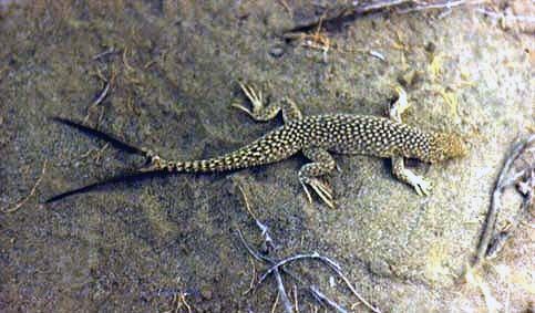 lizard with two tails