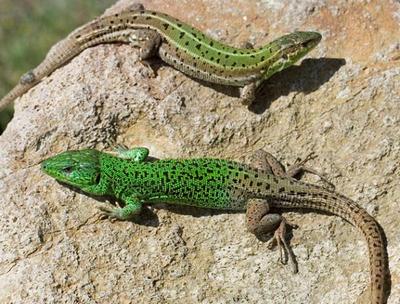 Lizards