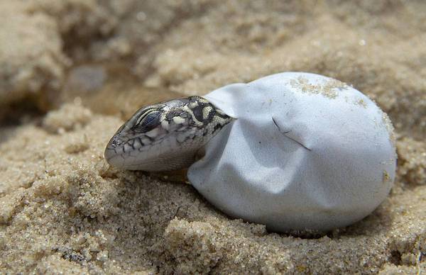 lizard eggs