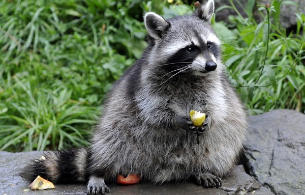 Raccoon eats