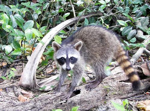 Crab-eating Raccoon