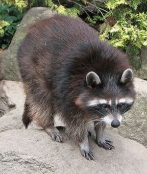 Guadeloupe Raccoon