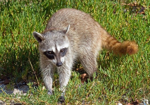 Cozumel Raccoon