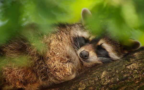 Sleeping raccoon