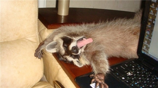 Raccoon as a Pet