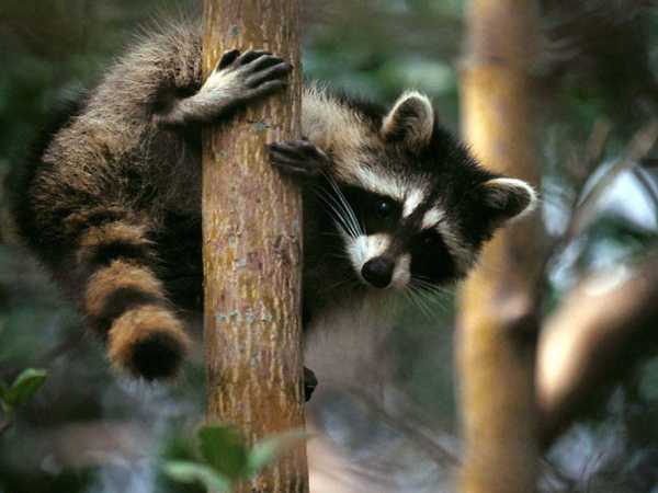 Raccoon climb on tree