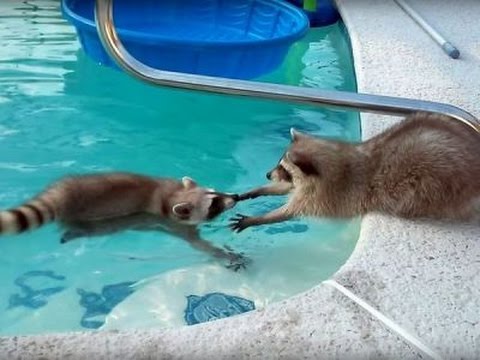 Raccoon swims