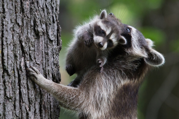 Mother raccoon