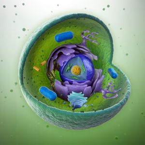 Cell Organelles
