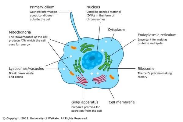 Cell Organelles