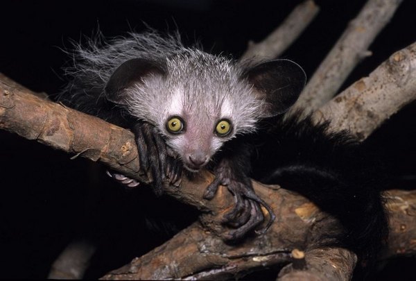 Мадагаскарська руконіжка