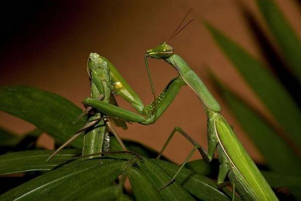 Praying mantis eating mate