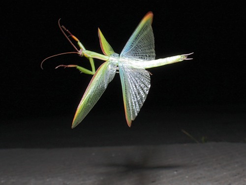 Praying mantis fly