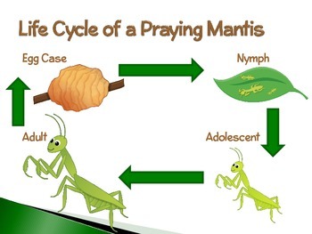 Praying mantis life cycle