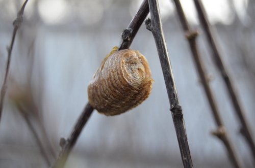 Praying mantises egg cases