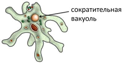 Вакуоль амебы