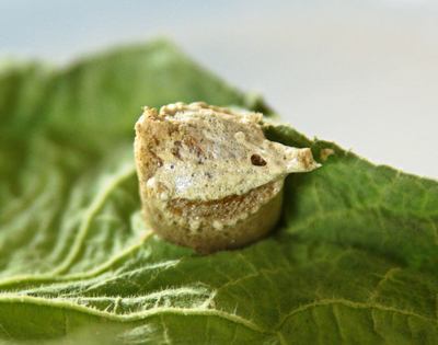 praying mantis eggs