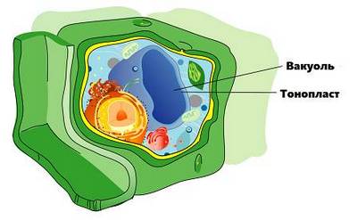 вакуоль