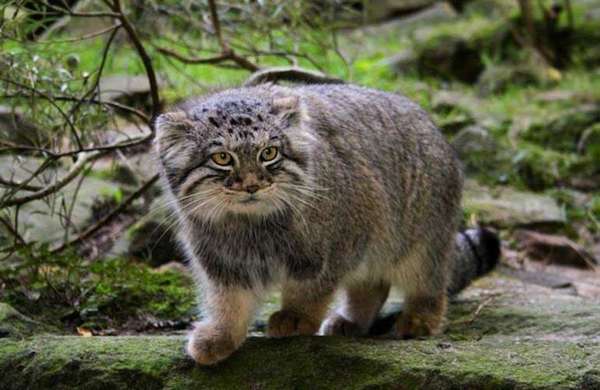 Pallas’s Cat Ordinary