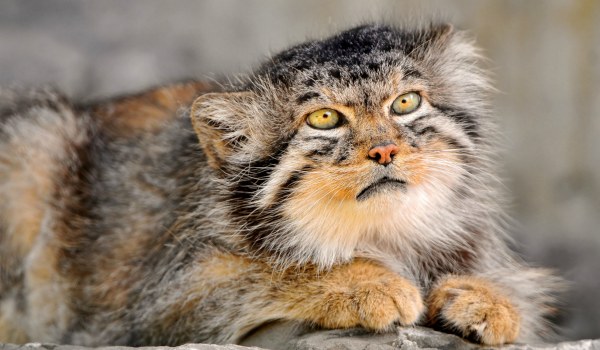 Pallas’s Cat Central Asian