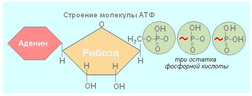 Строение молекулы АТФ