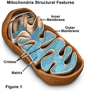 Structure of Mitochondria