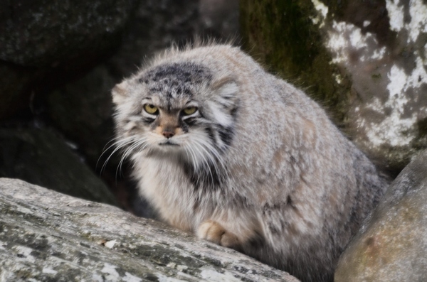 Pallas’s Cat Tibetan