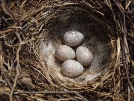 Woodpecker eggs