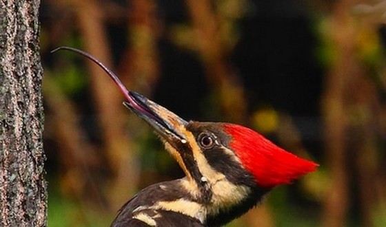 Woodpecker tongue