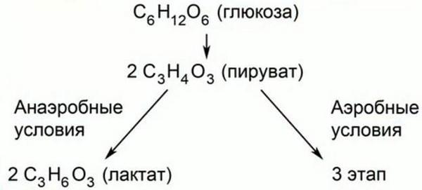 гликолиз глюкозы