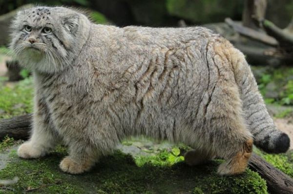 Pallas’s Cat