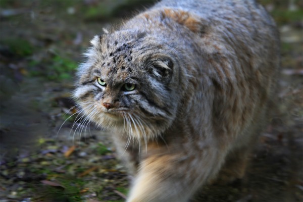 Pallas’s Cat