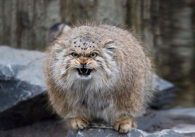 Pallas’s Cat