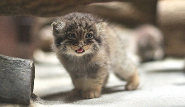 manul kittens