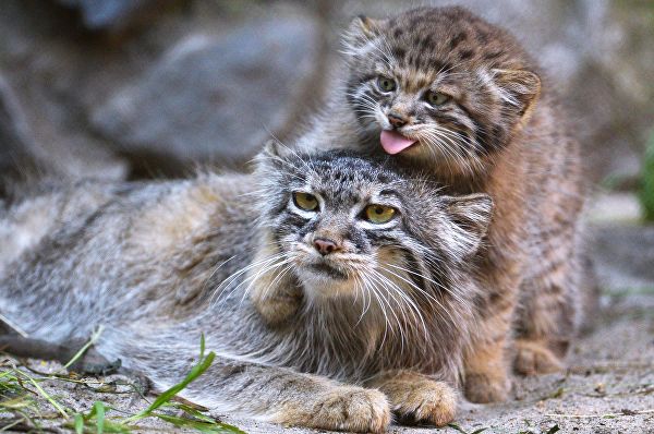 manul kittens