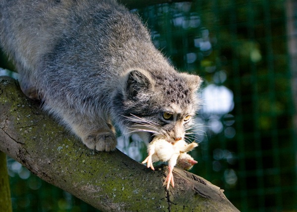 Pallas’s Cat eats