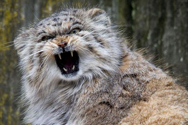 Pallas’s Cat