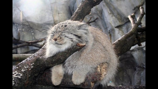 Pallas’s Cat